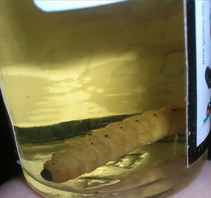 mexican worm tequila